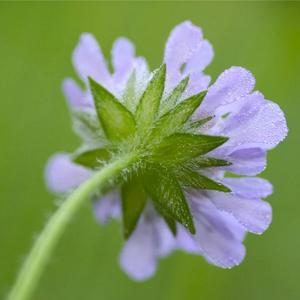 Blooming Knautia Arvensis Purple Flower — Stock Photo, Image
