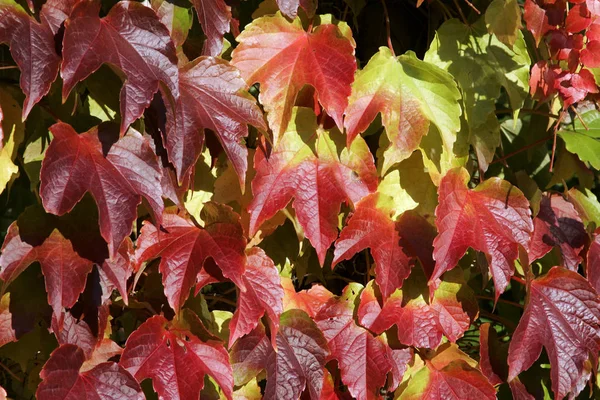 Red ivy leaves — Stock Photo, Image
