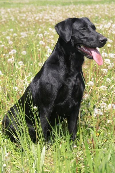 black Labrador Retriever dog in field grass