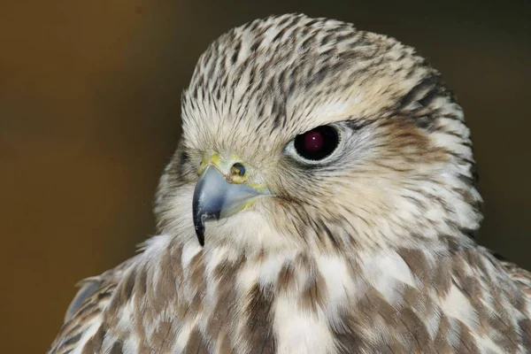 Gros Plan Falco Biarmicus Dans Nature — Photo