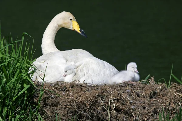 Whooper swan with chicks — Stock Photo, Image