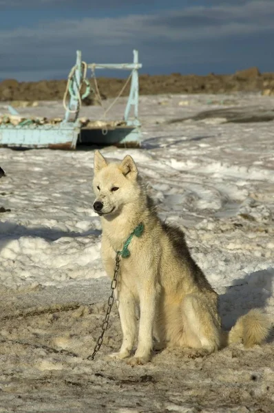 Chien de traîneau assis — Photo