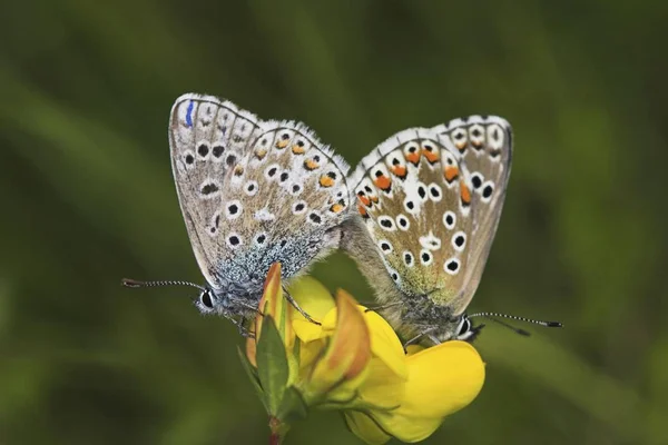 Bleu papillons couple accouplement — Photo