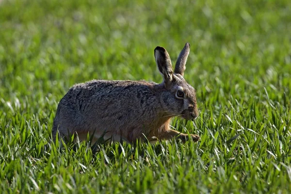 Young Hare in green grass field, Lepus europaeus