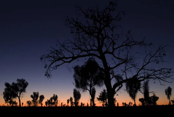 Bomen Bij Zonsondergang Outback Northern Territory Australië Oceanië — Stockfoto