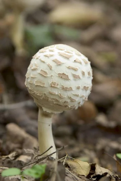 White Little Macrolepiota Procera Mushroom — Stock Photo, Image