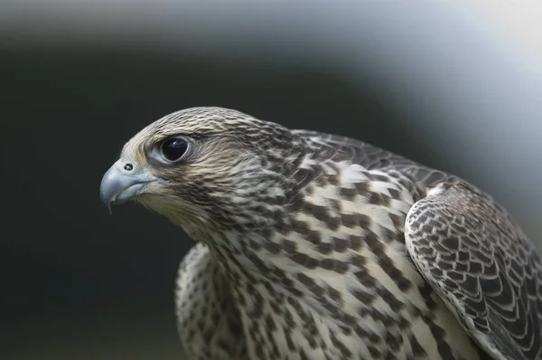 Falco-Hybridfalke — Stockfoto