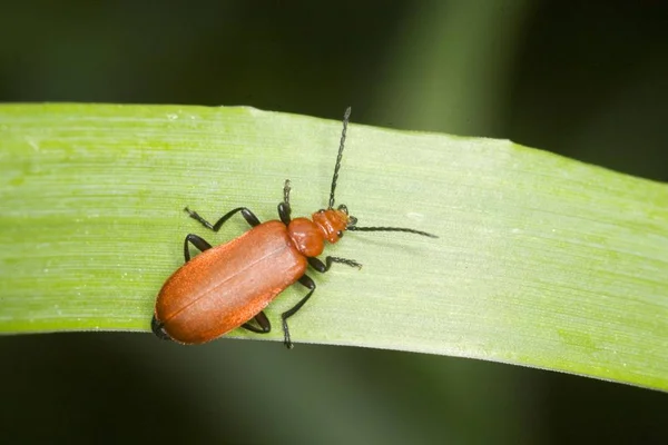 Pyrochroa Coccinena Rotköpfiges Insekt — Stockfoto
