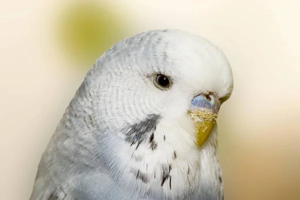 Mavi Muhabbet Kuşu Üzerinde Erkek Melopsittacus Undulatus Yakın Çekim — Stok fotoğraf