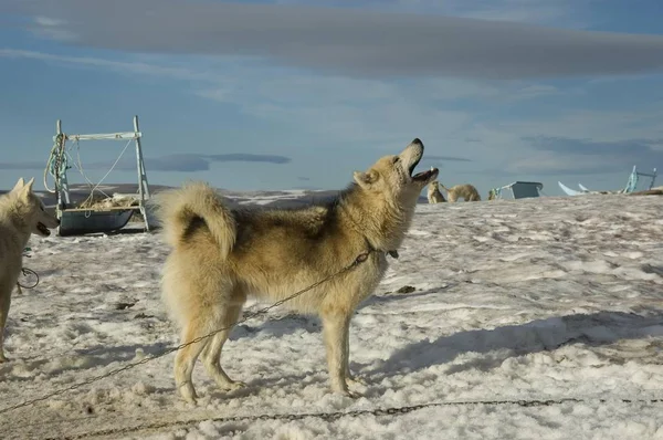 そり犬の遠吠え — ストック写真