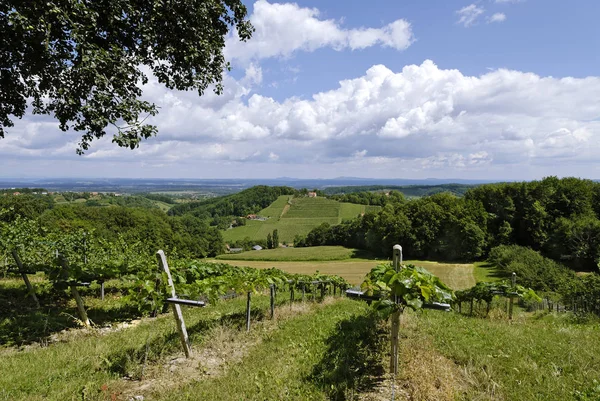 Grasnitzberg Styria Avusturya Yakınındaki Wineyards Tarlaları — Stok fotoğraf