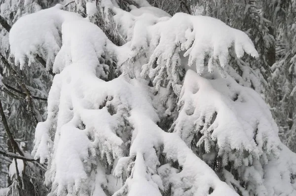 Árboles cubiertos de nieve —  Fotos de Stock