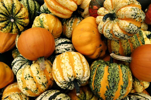 Herfst Seizoen Pompoenen Plantaardige — Stockfoto