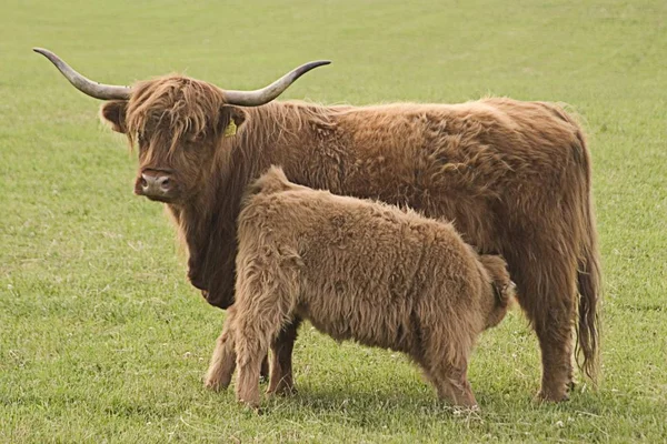 Ganado de las tierras altas vacas —  Fotos de Stock