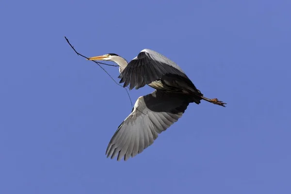 Fliegender Graureiher — Stockfoto