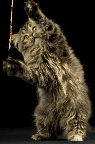 Persische Mischlingskatze Spielt Atelier — Stockfoto
