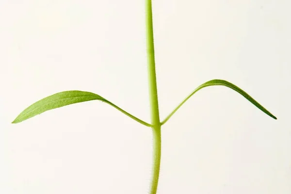 Plantas Tomate Isoladas Sobre Fundo Branco — Fotografia de Stock