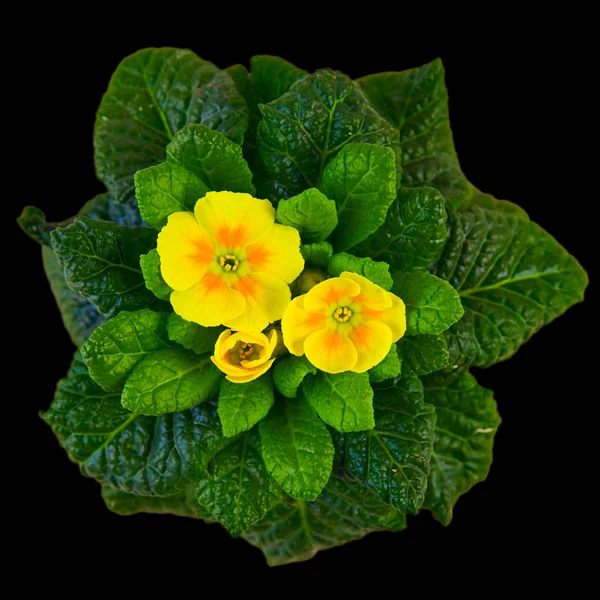 Yellow Primerose Flowers Plant — Stock Photo, Image