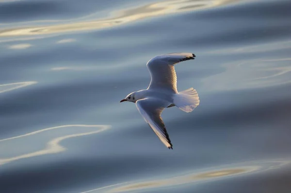 Black Headed Gull Larus Ridibundus Flight — Stock Photo, Image
