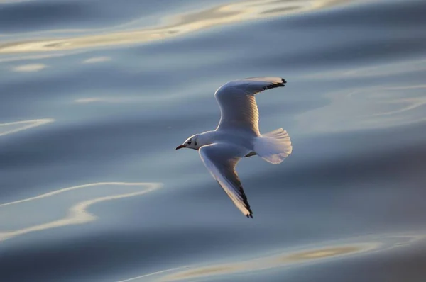 Racek Chechtavý Larus Ridibundus Letu — Stock fotografie