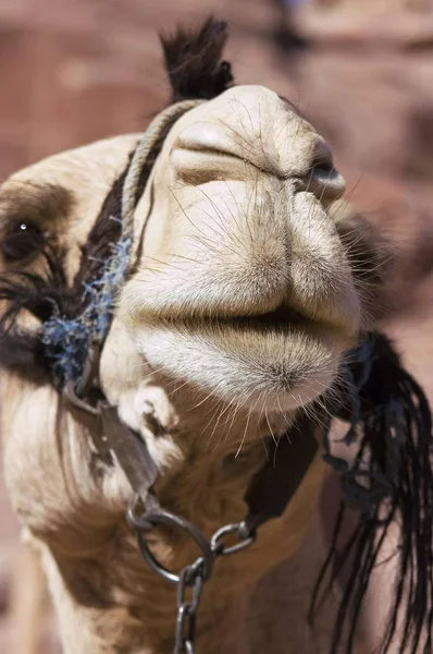 Jordanische Petra Kamele Zum Reiten — Stockfoto