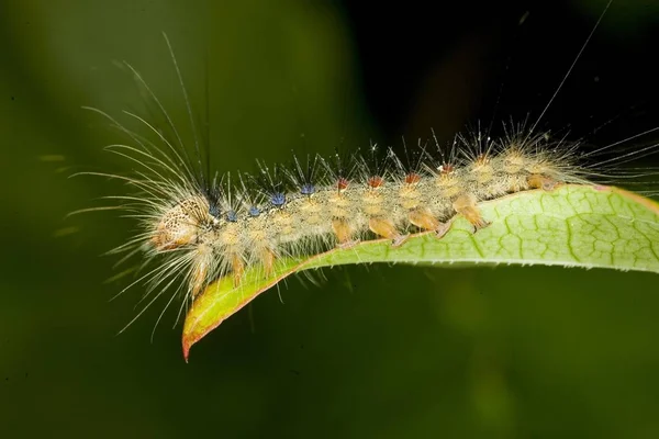Close Carterpillar Lymatria Dispar — Fotografia de Stock