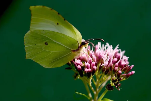 Genepteryx Rhamni Butterfly Close Shot — Stock Photo, Image