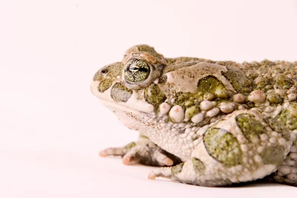 Toad Bufo Viridis Toma Estudio —  Fotos de Stock