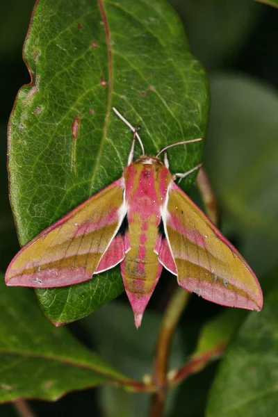 Deilephila Elepenor 蝴蝶坐在绿草叶上 — 图库照片