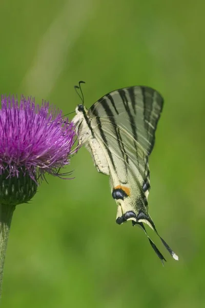 Iphiclides Podalirius Papillon Insecte Sur Fleur Violette — Photo