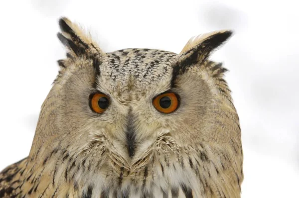 Bubo bubo uccello — Foto Stock