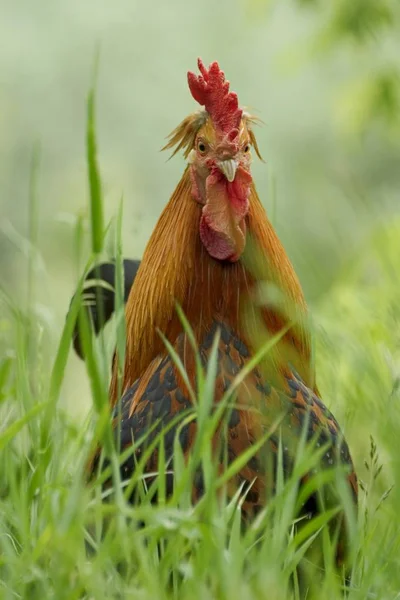 Domestique coq oiseau — Photo