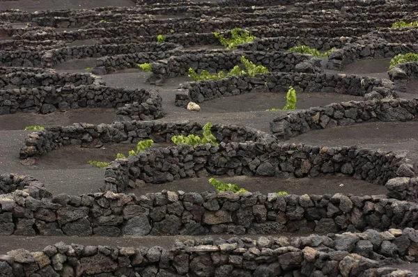 Weinbau Geria Lanzarote Kanarien — Stockfoto