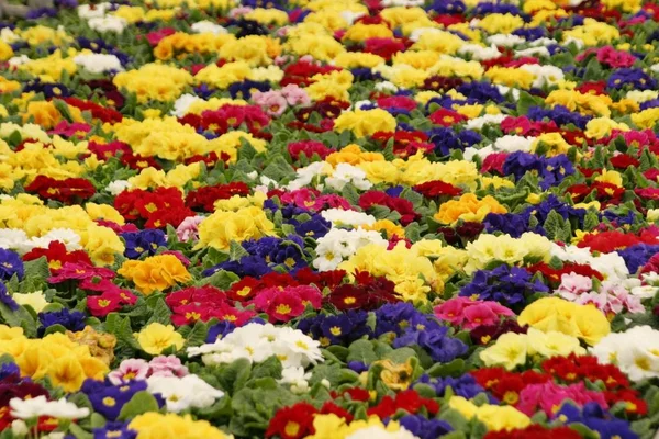 Flores de prímula jardinería — Foto de Stock