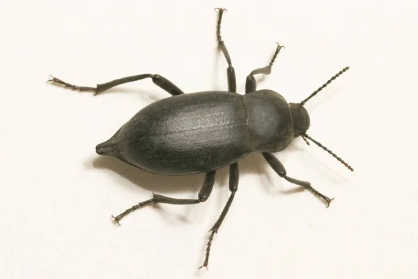 Xestobium Rufovillosum Aislado Sobre Blanco —  Fotos de Stock