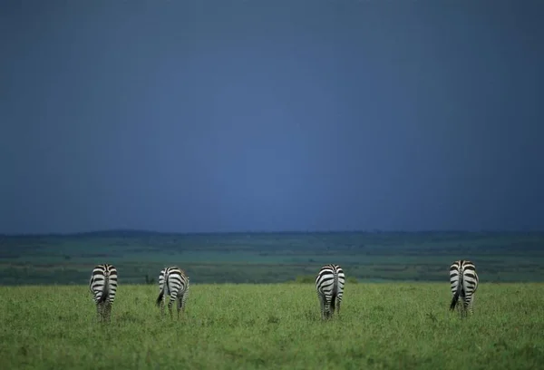Zebras auf der grünen Wiese — Stockfoto