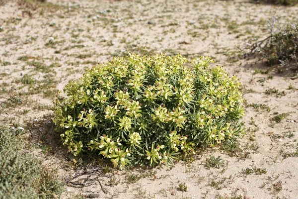 Euforbia Obtusifolia Fuerteventura Ilhas Canárias — Fotografia de Stock