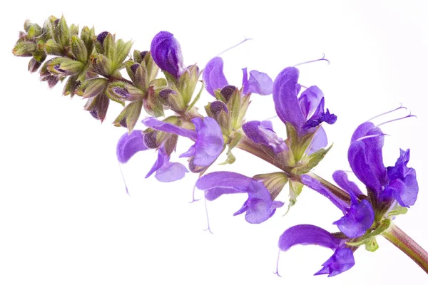 Beautiful Flowers Salvia Pratensis — Stock Photo, Image