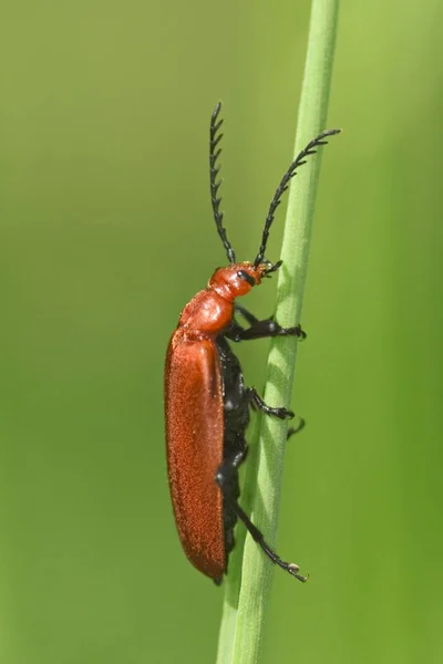 Pyrochroa Coccinena Bug Red Headed Insect — Stock Photo, Image