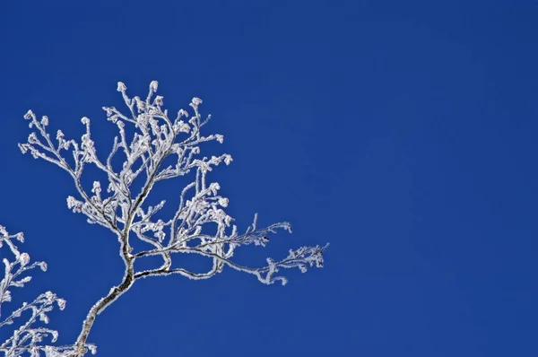 Ramos nevados no inverno — Fotografia de Stock