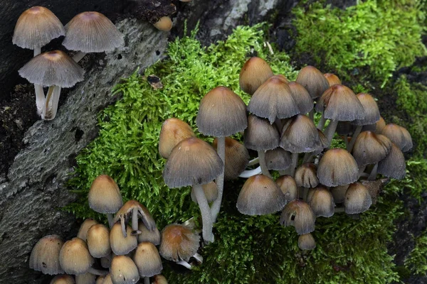 Pilze Die Auf Einem Alten Baumstamm Wachsen Coprinus Micaceus — Stockfoto