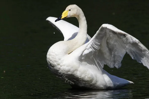 Beau cygne muet oiseau — Photo