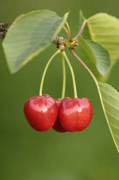 Cerejas Vermelhas Galho Árvore — Fotografia de Stock