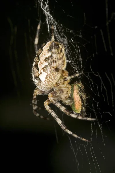 Korkunç Araneus Diadematus Örümcek — Stok fotoğraf