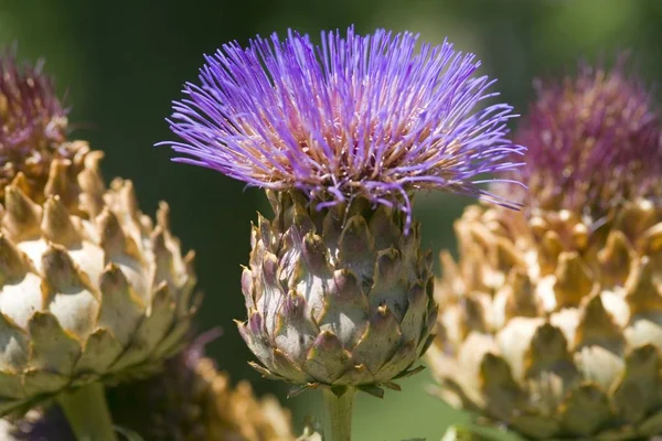 Flowering Purple Artichoke Summer — Stock Photo, Image