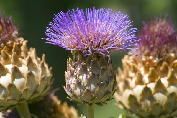 Blommande Lila Kronärtskocka Sommar — Stockfoto