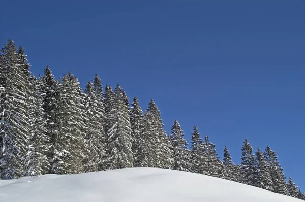 Hóval borított gallyak téli erdőben — Stock Fotó