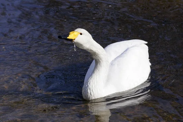 Cygne chanteur nageant — Photo