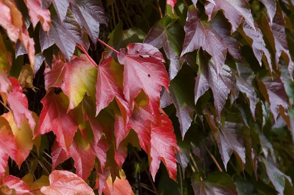 Colored Virginia Creeper Parthenocissus Tricuspidata — Stock Photo, Image