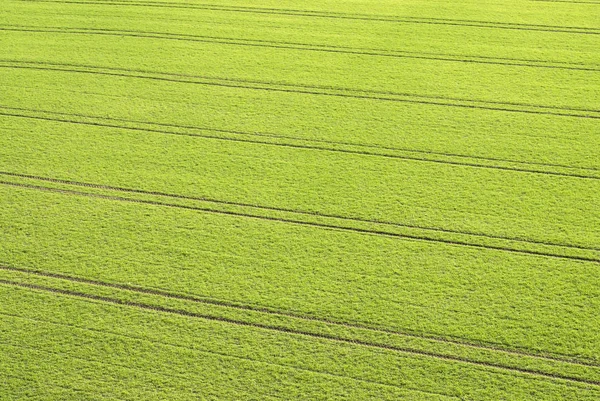 Tracks Tractor Winter Wheat Fields — Stock Photo, Image
